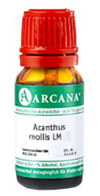 ACANTHUS mollis LM 10 Dilution