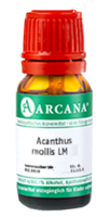 ACANTHUS mollis LM 17 Dilution