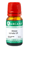 ACTAEA SPICATA LM 75 Dilution