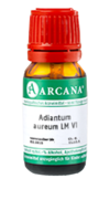 ADIANTUM AUREUM LM 6 Dilution