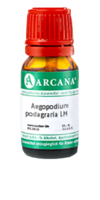 AEGOPODIUM podagraria LM 11 Dilution