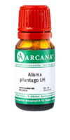 ALISMA plantago LM 18 Dilution