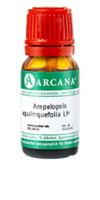 AMPELOPSIS quinquefolia LM 11 Dilution