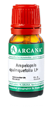 AMPELOPSIS quinquefolia LM 12 Dilution