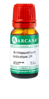 ANTHOXANTHUM odoratum LM 19 Dilution